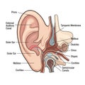 Relevant to auditory function including sound transmission pathways and Royalty Free Stock Photo