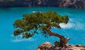 Relic juniper on a blurred background of blue sea,  Crimea Royalty Free Stock Photo