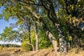 Relic oaks with lush crowns illuminated by the cold autumn sun.Beautiful ancient oak grove Golden autumn.