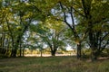 Relic oaks with lush crowns illuminated by the cold autumn sun.Beautiful ancient oak grove Golden autumn.