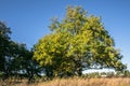 Relic oaks with lush crowns illuminated by the cold autumn sun.Beautiful ancient oak grove Golden autumn.