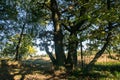 Relic oaks with lush crowns illuminated by the cold autumn sun.Beautiful ancient oak grove Golden autumn.