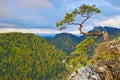 Relic pine at top of The Pieniny Sokolica Mountain Royalty Free Stock Photo