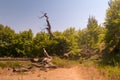 Relics of the old plane tree at Prokopi village in Euboea in Greece.This plane tree used to be the biggest in Europe.