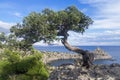 Relict juniper tree on a cliff above the sea. Crimea. Royalty Free Stock Photo