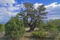 Relict juniper tree, Crimea.