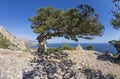 Relict juniper tree on a mountain top. Crimea. Royalty Free Stock Photo