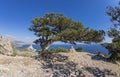 Relict juniper tree on a mountain top. Crimea. Royalty Free Stock Photo