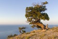 Relict junipers illuminated by the morning sun on the slope of t Royalty Free Stock Photo