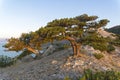 Relict junipers at the top of the mountain the morning sun. Royalty Free Stock Photo