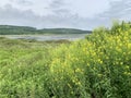 Relict lake of Akhlestyshev on the island of Russkiy. Russia, Vladivostok