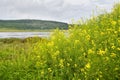 Relict lake of Akhlestyshev on the island of Russkiy. Russia, Vladivostok. Focus on flowers