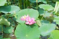 Lake with blooming lotuses