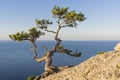 Relict pine above the sea.