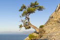 Relict pine on the background of a cloudless sky.