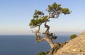 Relict pine on the background of a cloudless sky.