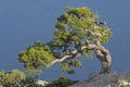 Relict pine on the background of the sea.