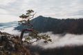 Relict pine grows from a rock in the mountains Royalty Free Stock Photo