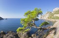 Relict pine at the mountain path over the sea. Crimea.