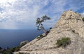 Relict pine on mountain peak. Crimea.