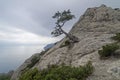 Relict pine on mountain peak. Crimea.