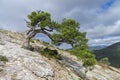 Relict pine on a mountainside. Crimea. Royalty Free Stock Photo