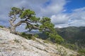 Relict pine on a mountainside. Crimea. Royalty Free Stock Photo