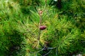 Relict pine (Pinus brutia) Royalty Free Stock Photo