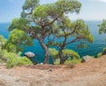 Relict pine on a rocky seashore against the backdrop of the sea. Royalty Free Stock Photo