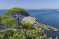 Relict pine on a rocky seashore.