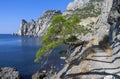 Relict pine on the sea coast. Crimea.