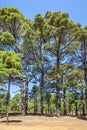 Relict pine tree woods in El Hierro