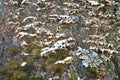 The relief bark of the birch is covered with mushrooms and moss