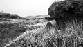 Relief of the burnt-out field. Fresh green grass, soil and roots, black and white photo