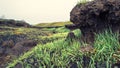 Relief of the burnt-out field. Fresh green grass, soil and roots