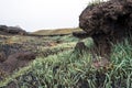 Relief of the burnt-out field. Fresh green grass, soil and roots