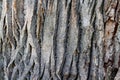 Relief creative texture of an old oak bark. Embossed texture of Royalty Free Stock Photo