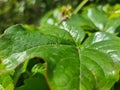 The relief and dense green tissue of a plant\'s leaf Royalty Free Stock Photo