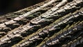 Relief and depth of the bark highlighting the irregular layered Royalty Free Stock Photo