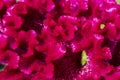 Relief flower celosia blossoms purple in the vicinity