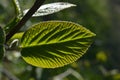 The relief green leaf is illuminated by the sun Royalty Free Stock Photo