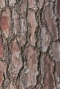 Relief texture or background of bark of Pine tree Royalty Free Stock Photo