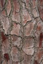 Relief texture or background of bark of Pine tree Royalty Free Stock Photo