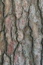 Relief texture or background of bark of Pine tree Royalty Free Stock Photo