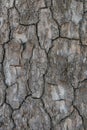 Relief texture or background of bark of Pine tree Royalty Free Stock Photo