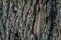 Relief texture of old thick birch bark with moss. Close-up