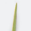 Religion image of Jewish festival of Sukkot. Traditional symbol one of the four species: lulav. white background