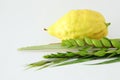 Religion image of Jewish festival of Sukkot. Traditional symbols The four species: Etrog, lulav, hadas, arava. white background Royalty Free Stock Photo