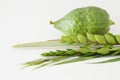 Religion image of Jewish festival of Sukkot. Traditional symbols The four species: Etrog, lulav, hadas, arava. white background Royalty Free Stock Photo