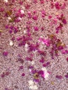 Flower petals are on the ground are a sign of an earthly paradise Royalty Free Stock Photo